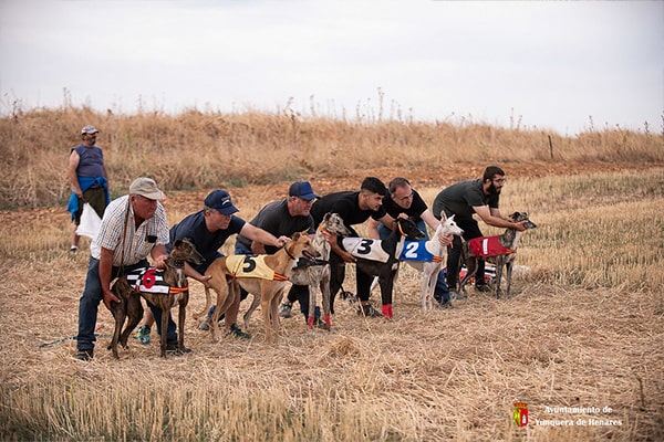 "Fanny" se proclama ganadora del campeonato de Galgos en pista de Yunquera de Henares