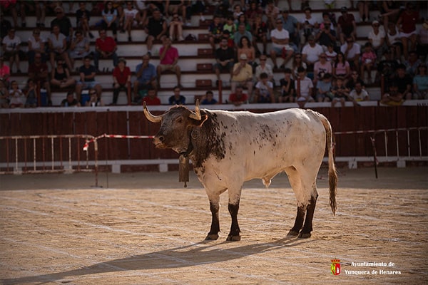 La peña Salicilikos cierra su 25 aniversario con la tradicional Cagada del Buey