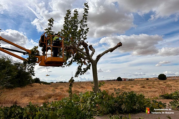El Ayuntamiento de Yunquera de Henares inicia la campaña anual de poda del arbolado urbano