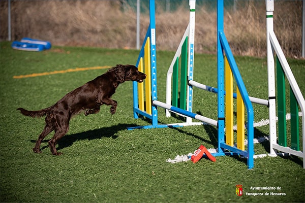 Campeonato de Agility en Yunquera de Henares