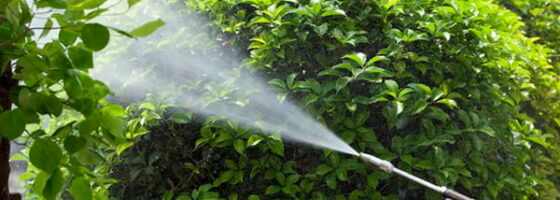 El Ayuntamiento inicia la fumigación en espacios públicos