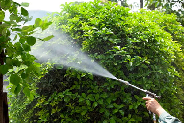 El Ayuntamiento inicia la fumigación en espacios públicos