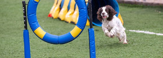 Prueba RSCE clasificatoria para el Campeonato de España de Agility